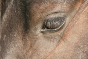 Oordeelloos observeren