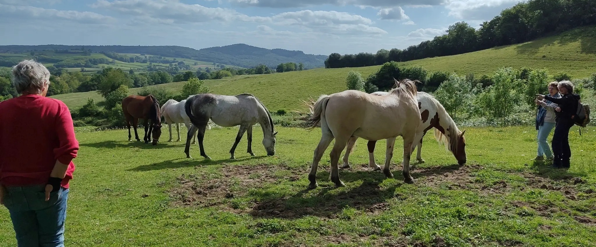 Deelnemers ontmoeten vijf paarden op de heuvel boven landhuis l'Huis Preau. Miranda Boland verheldert de boodschappen van de paarden.